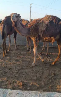 خرید و فروش شتر