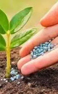 فروش عمده به قیمت کارخانه انواع کودو سموم کشاورزی