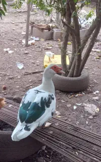 اردک اسراعیلی