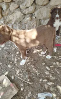 سگ خوشگل