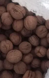 گردو