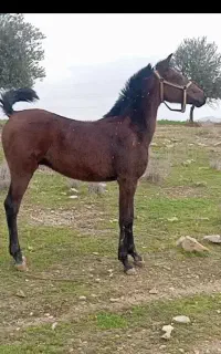 کره اسب دوساله
