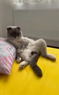 گربه (نر) مولد به منظور جفتگیری (اسکاتیش و بریتیش)