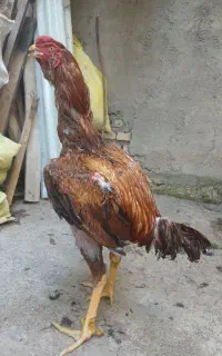 جوجه خروس ترک لاری