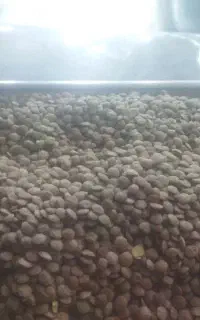 عدس روس زود پز به شرط