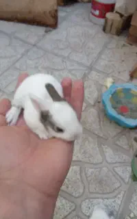 خرگوش