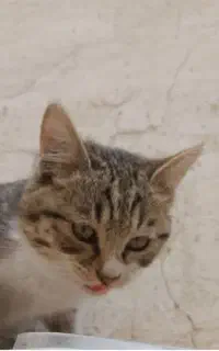 واگذاری گربه