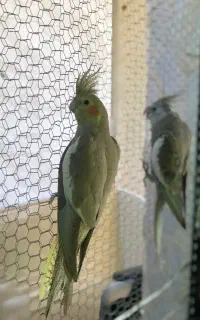 جفت عروس هلندی