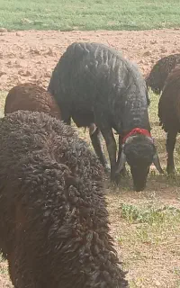 معاوضه چهل راس میش با سواری