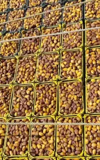 رطب عسلی  تازه و درجه یک کیلو ۱۷۵هزار