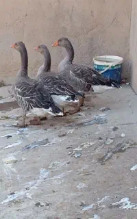 غاز