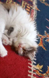 بچه گربه