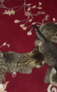 ۴عددبچه گربه