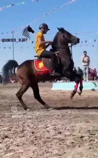 فروش ۱۰ اسب شجره دار