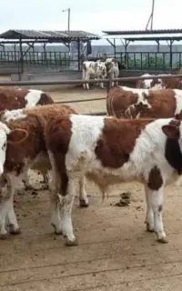 انتخاب هوشمندانه برای سوددهی
