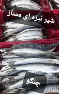 بار ماهی جنوب  ساعت توزیع ۱۶ عصر