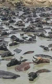 بیا بریم قایق سواری تالاب مرداب بندرانزلی