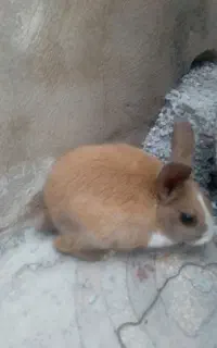خرگوش سرحال