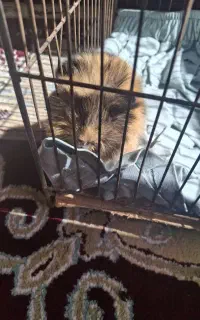 یک عدد خوکچه هندی دستی و خوش رنگ