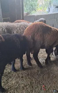بره فروش.