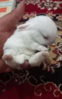 خرگوش