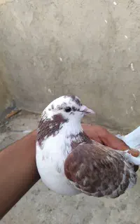 کود کفتر