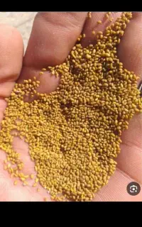 بذریونجه محلی درجه یک جلگه چاهاشم