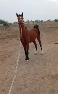نریون خالص