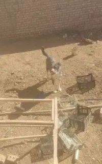سگ...