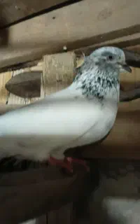 فروش پنج عدد کبوتر نر که همه غریبه
