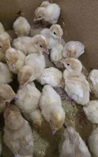 جوجه بوقلمون بیوتی ۶