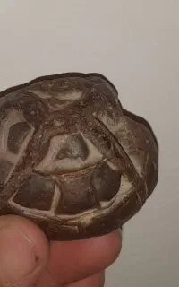 شهاب سنگ.سپتارین سنگ جن