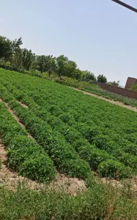 شتیل گوجه سوپر چف