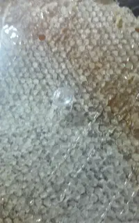 عسل
