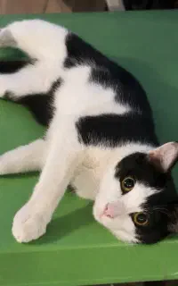 گربه
