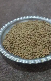 عدس