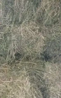 بیده خشک