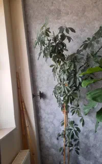 درختچه شلفرا