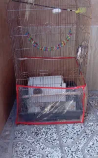 عروس هلندی