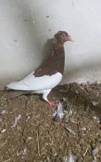 جوجه کبوتر یهودی