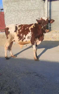 گاو نر