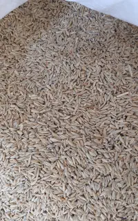 جو دیم درجه یک