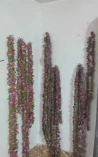 گل محمدی خشک شده