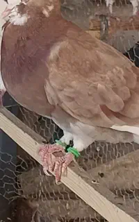 جوجه کفتر