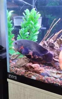 ماهی اسکار .اکواریوم