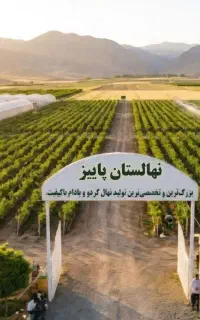 کبوده یا سپیدار نهالی کم توقع با سود میلیاردی