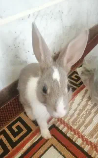 خرگوش