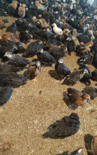 جوجه50روزه بومی نژاد جهادی