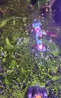 گیاه و ماهی گوپی