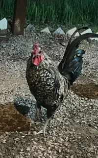 خروس گلین